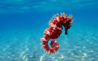 Día Mundial de los Océanos 2025