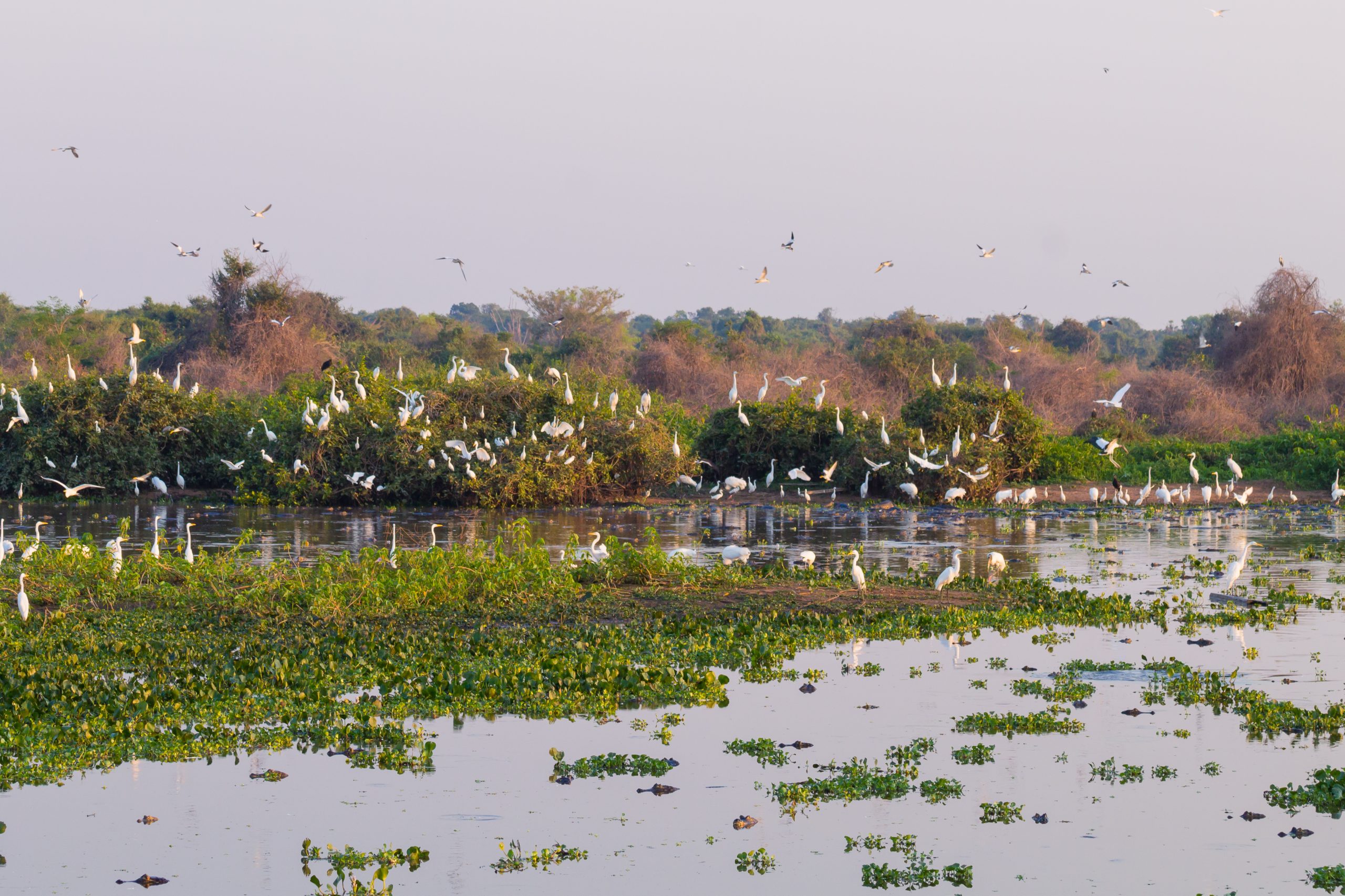 Beautiful Pantanal landscape, South America, Brazil La zeolita como filtro de agua