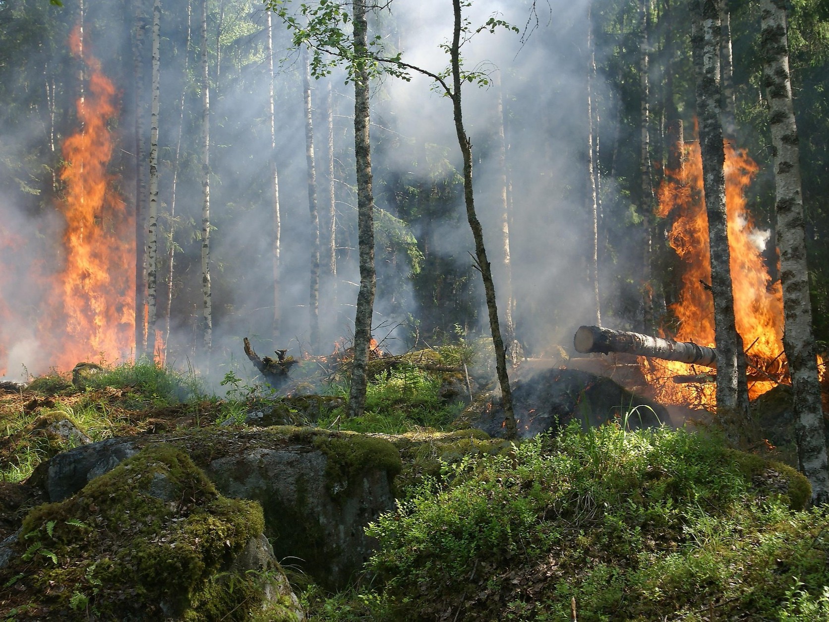 incendio-forestal-bosque La zeolita como filtro de agua
